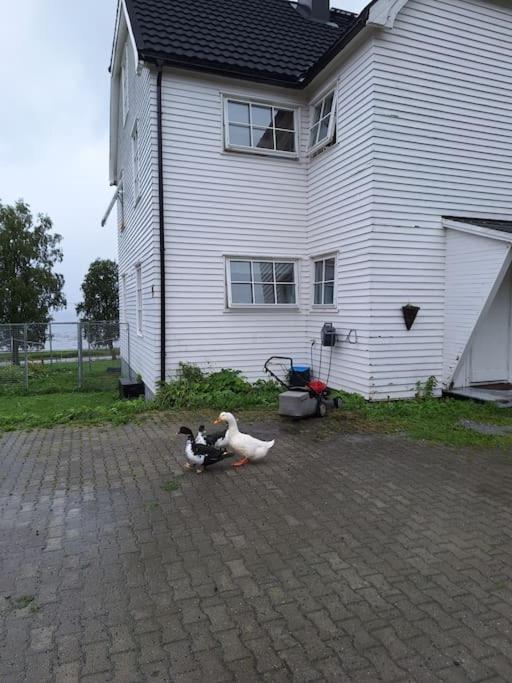 Privat Leilighet Pa Gard Med Badstue Og Nordlys Narvik Exterior photo