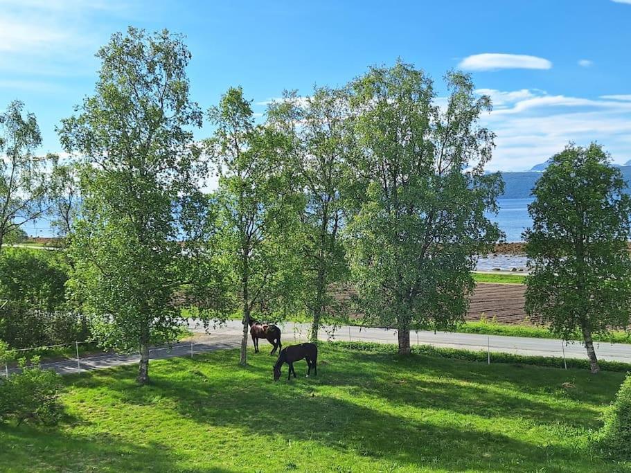 Privat Leilighet Pa Gard Med Badstue Og Nordlys Narvik Exterior photo